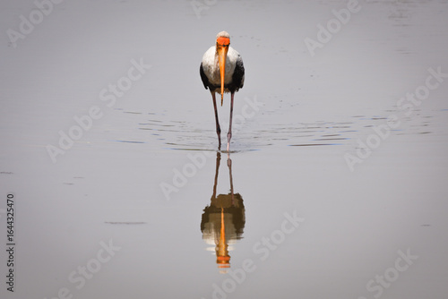thai bird