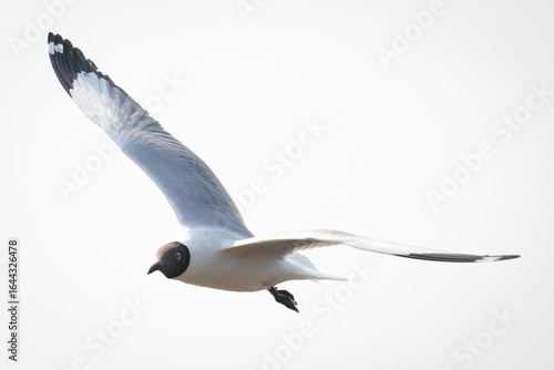black headed seagull