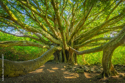 Banyan beast