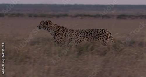 Wide pan of a Cheetah (Acinonyx jubatus) running through tall dry grass in the savannah grassland at midday in Kenya