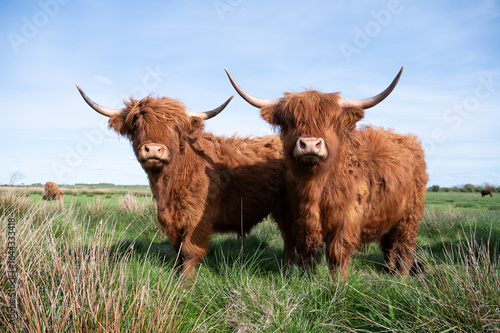 Galloway Kühe auf Wiese