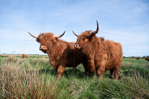 Galloway Kühe auf Wiese