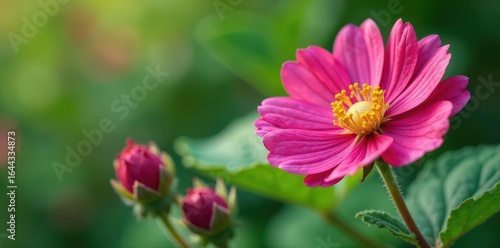 Wallpaper Mural Thimbleberry bush in full bloom, highlighting its unique flower structure and delicate petals , foliage, rubus Torontodigital.ca
