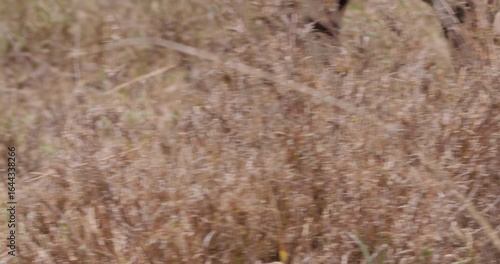 Close up of Cheetah (Acinonyx jubatus) legs walking through tall dry grass in sunny morning in savannah grassland in Kenya