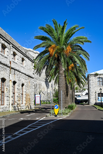 palm trees in Hamilton Bermuda