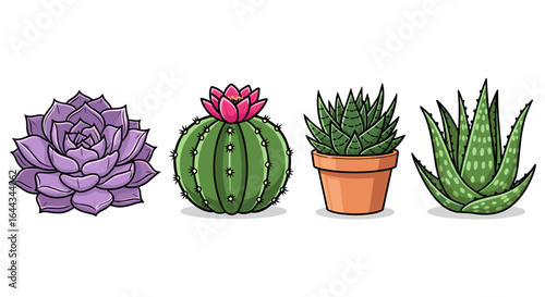 Charming Assortment of Four Unique Succulent Plants on White Background