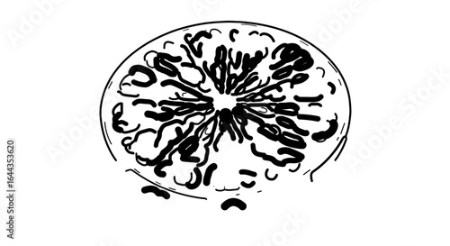 Object illustration of human breast anatomy showing mammary glands and milk ducts for medical education use vector