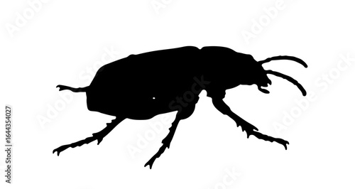Object black beetle insect silhouette illustration for entomology study and nature themed graphic design projects use vector