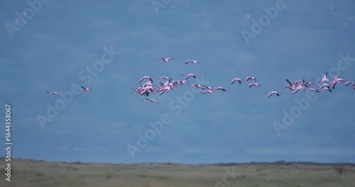 Wide gimbal tracking of flamboyance of lesser flamingos (Phoenicoparrus minor) in flight in savannah with hills misty morning in Kenya