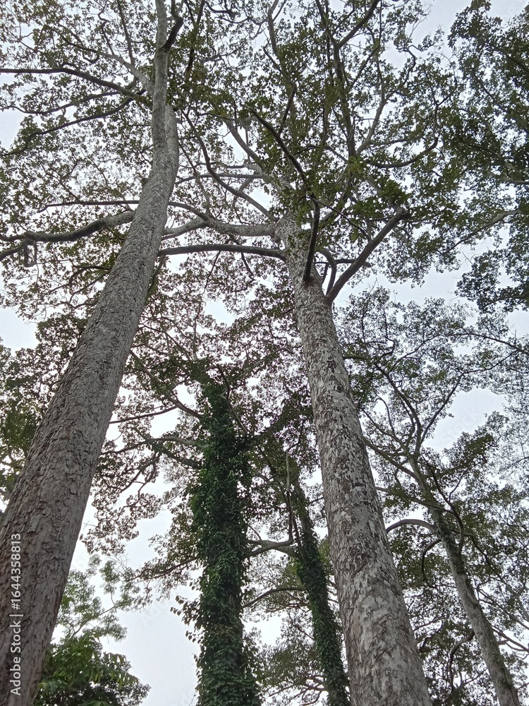 Fototapeta premium trees and sky