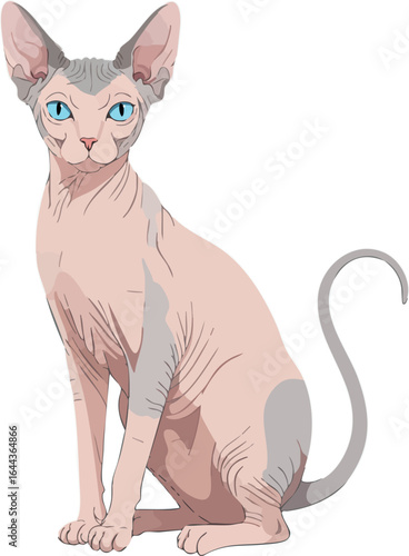 Sphynx cat sitting with blue eyes hairless feline breed illustration vector 