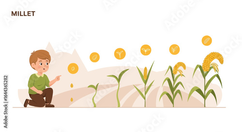 Educational illustration of a boy learning about the lifecycle of millet crop growth stages