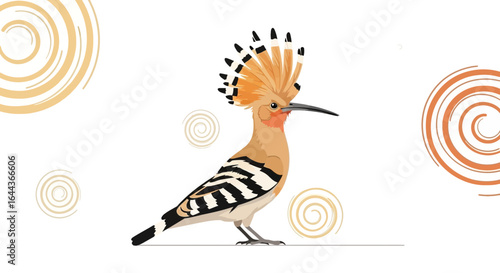 Elegant hoopoe bird illustration with decorative spiral background elements