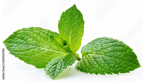 fresh green mint leaves isolated on white background