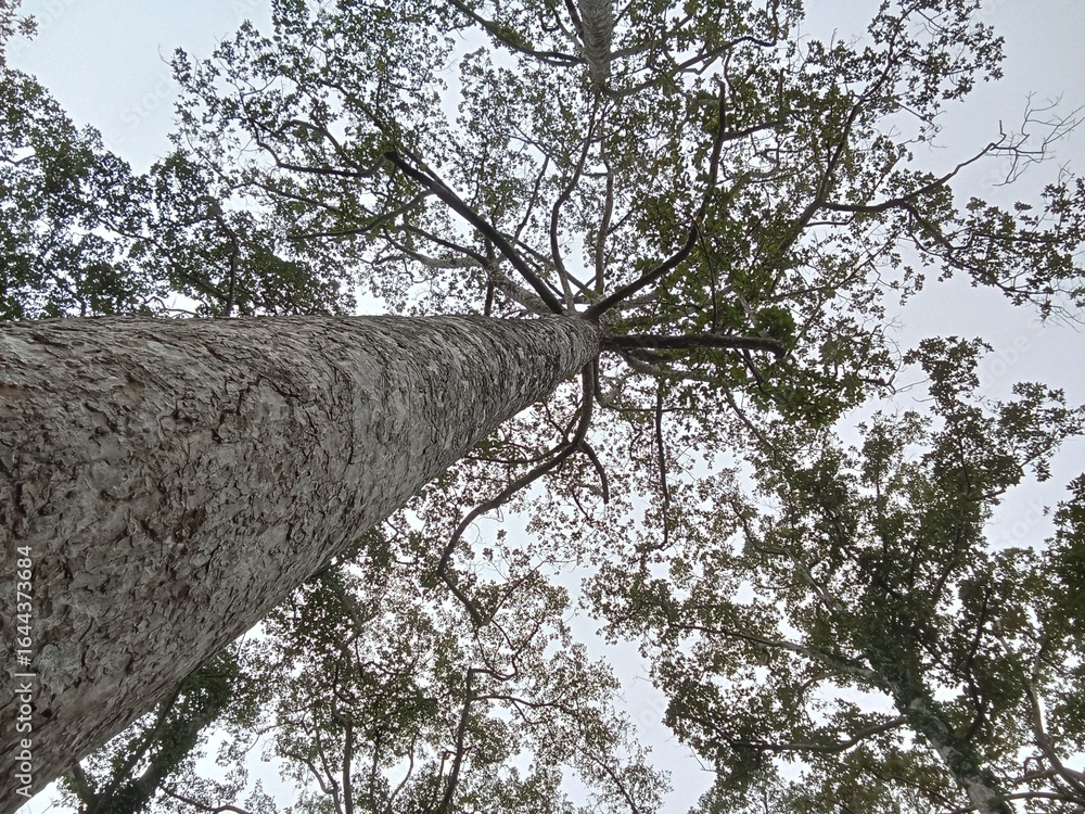 Fototapeta premium trees in the forest