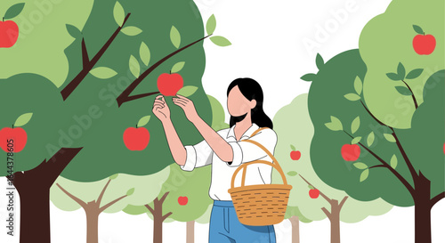 Harvest season in apple orchard showing woman picking ripe apples from trees