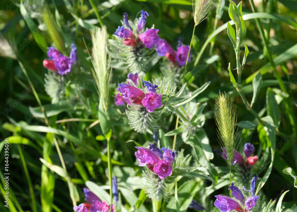 Obraz premium Judean viper's bugloss (lat.- Echium judaeum)