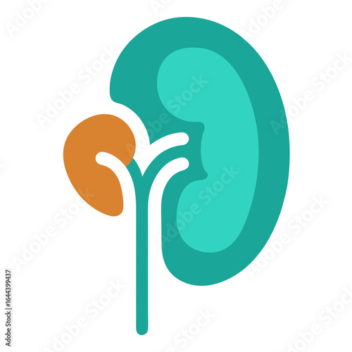 Kidney vector illusrtation design