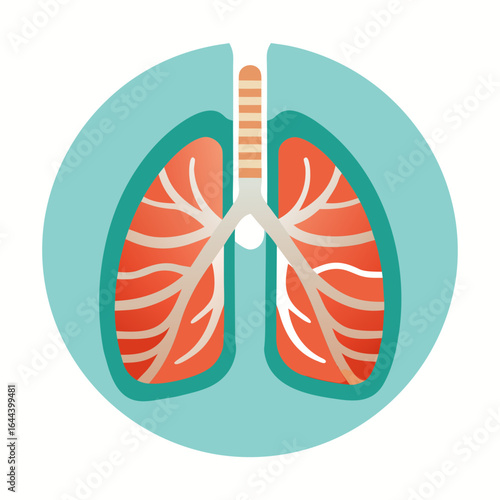 Cartoon vector illustration of human lungs diagram