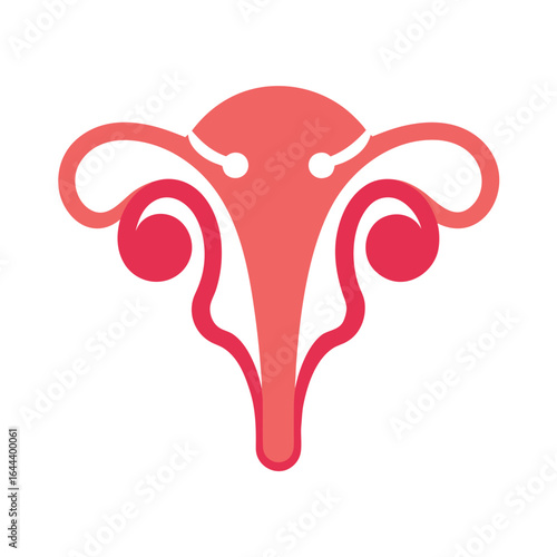 Vector design of womans uterus anatomically accurate