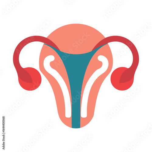Vector design of womans uterus anatomically accurate