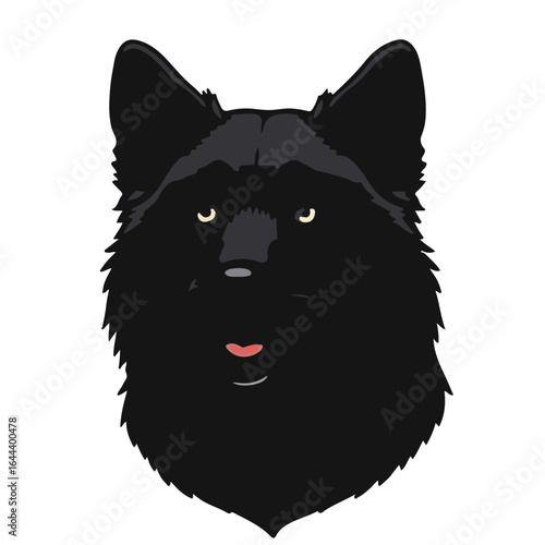 Swedish Vallhund Illustration