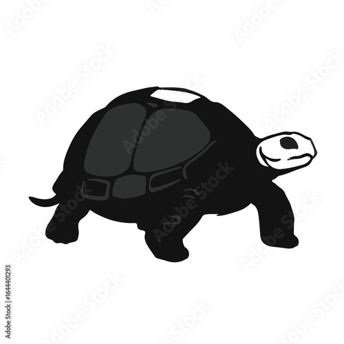 Sulcata Tortoise Image