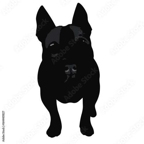 Staffordshire Bull Terrier Image