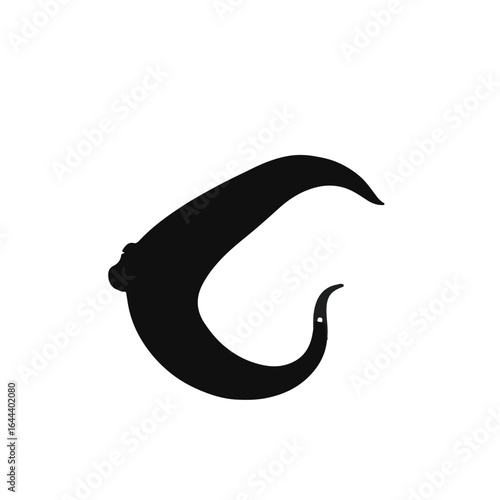 Spotted Garden Eel Photography