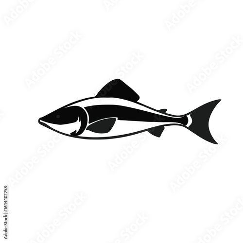Spiny Dogfish Illustration