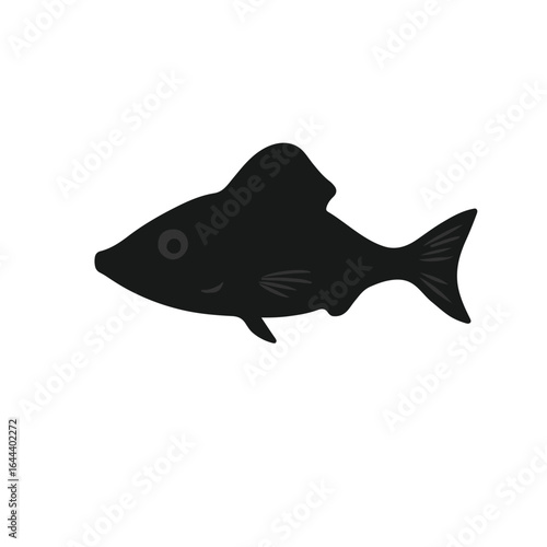 Spiny Dogfish Marine Life