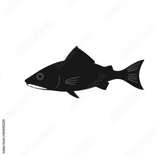 Spiny Dogfish Illustration