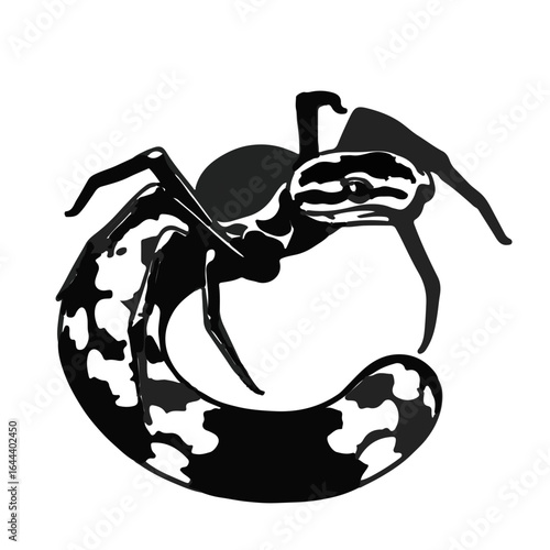 Spider Ball Python