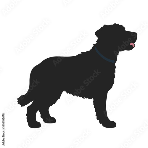 Spanish Water Dog Image