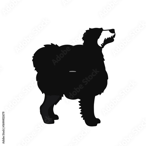 Spanish Water Dog Portrait