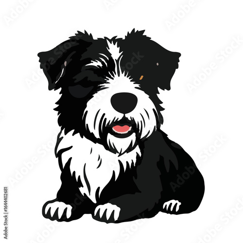 Spanish Water Dog Portrait