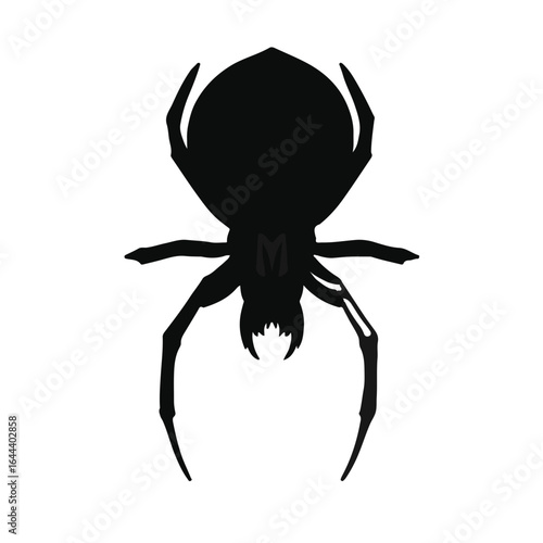 Southern House Spider