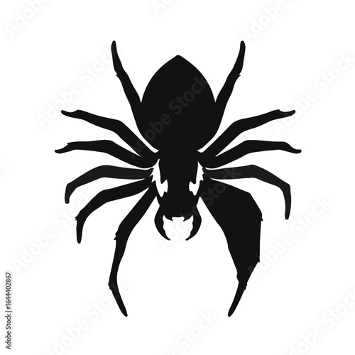 Southern House Spider Image