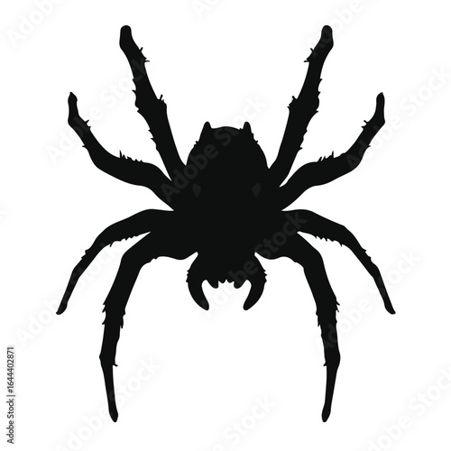 Southern House Spider