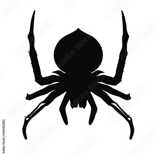 Southern House Spider