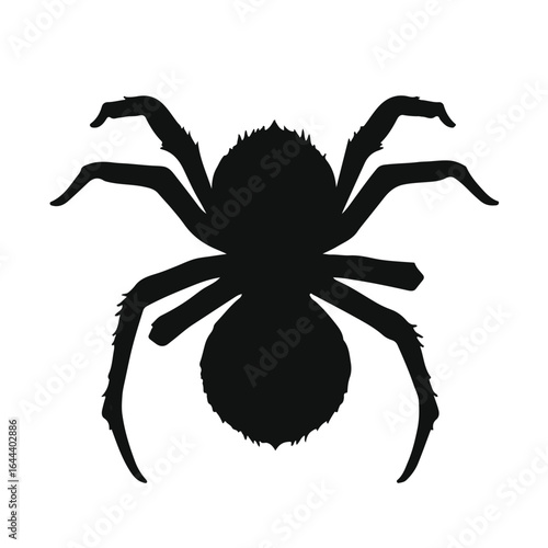 Southern House Spider