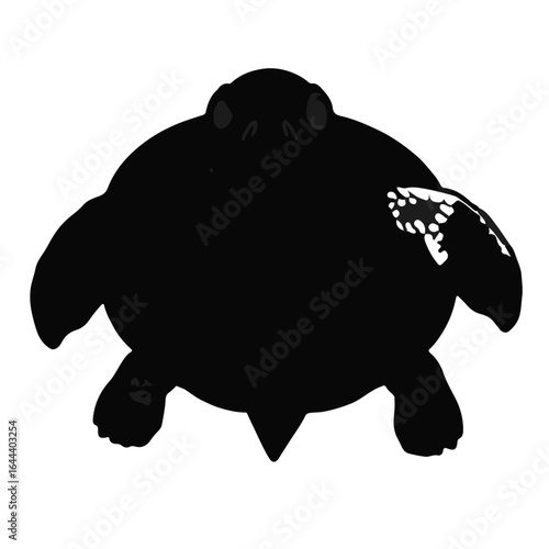 Snapping Turtle Animal