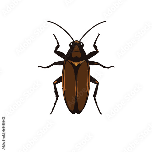Smoky-Brown Cockroach Illustration