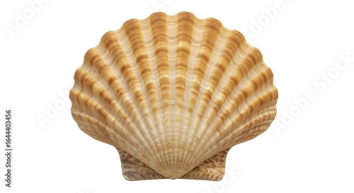 Isolated Scallop Seashell for Summer Beach Decor & Tropical Design
