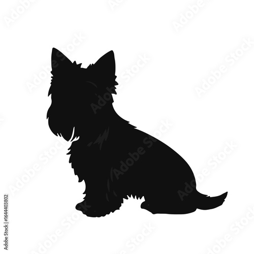 Silky Terrier Pet Animal