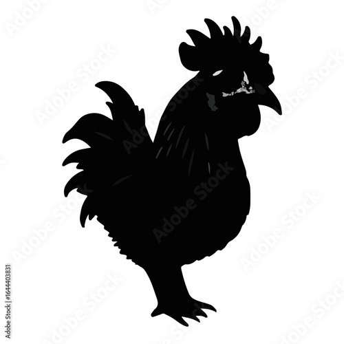Silkie Chicken Illustration