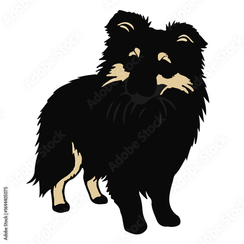 Shetland Sheepdog Portrait