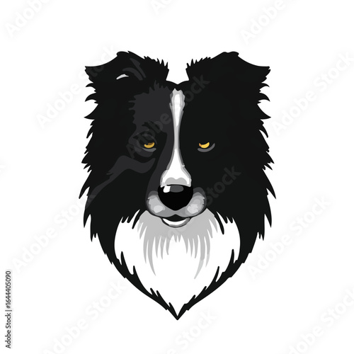 Shetland Sheepdog Photograph