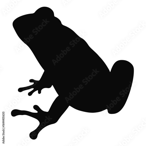 Water Frog Photograph