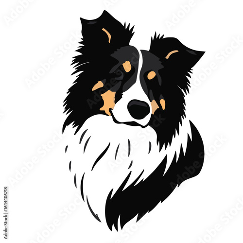 Scotch Collie Portrait